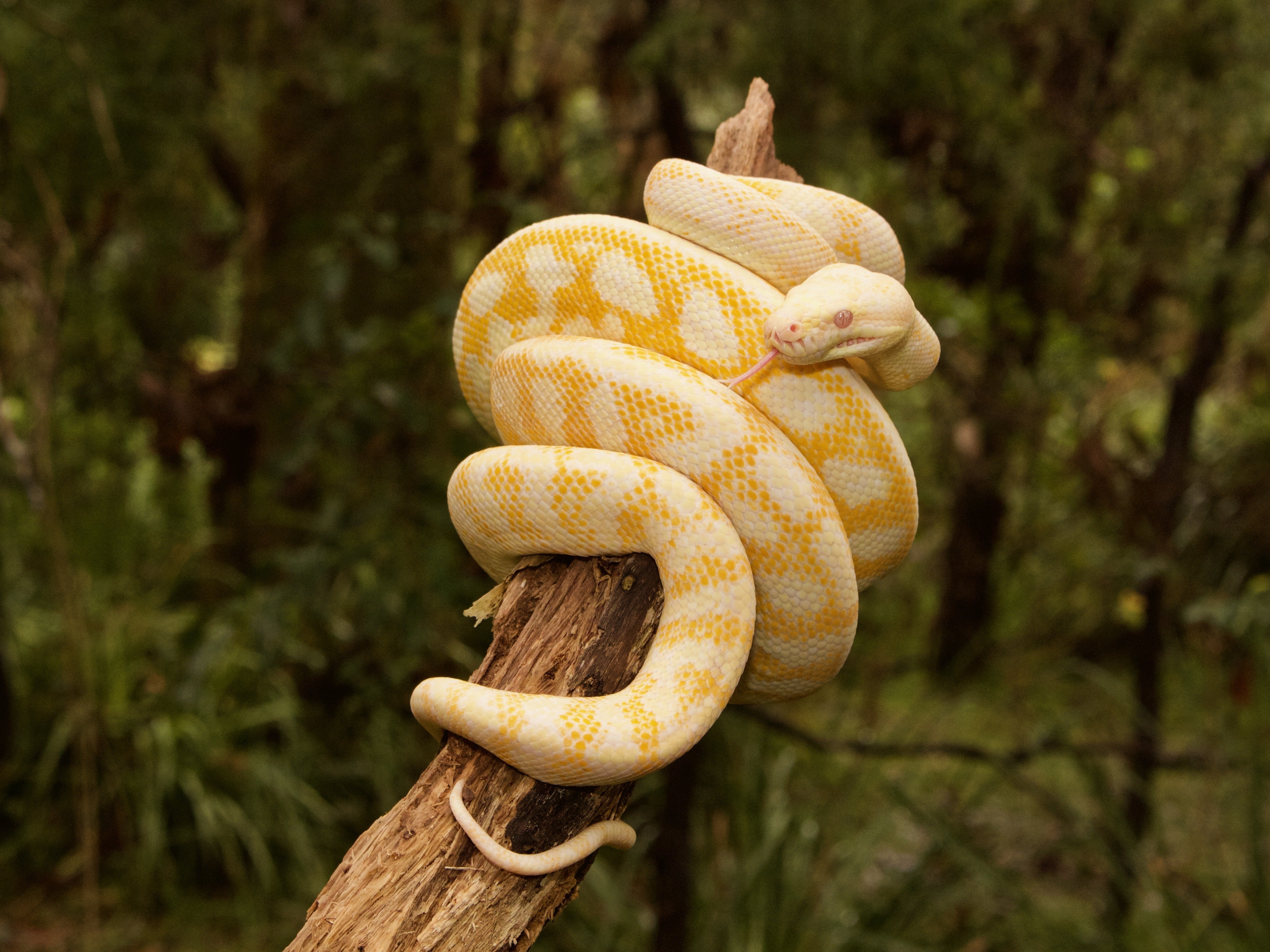 python programação